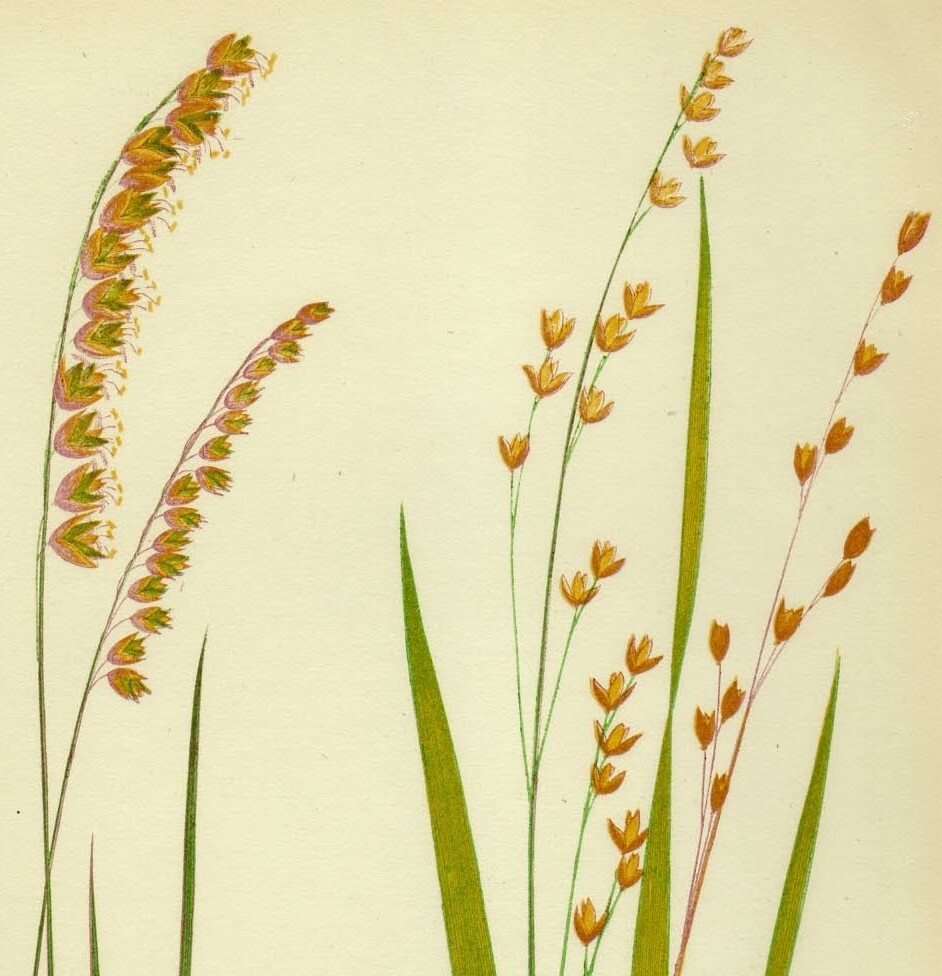 1858年 Lowe 多色刷木版画 英国のイネ科植物 Pl.25 イネ科 コメガヤ属 コメガヤ MELICA NUTANS_画像2