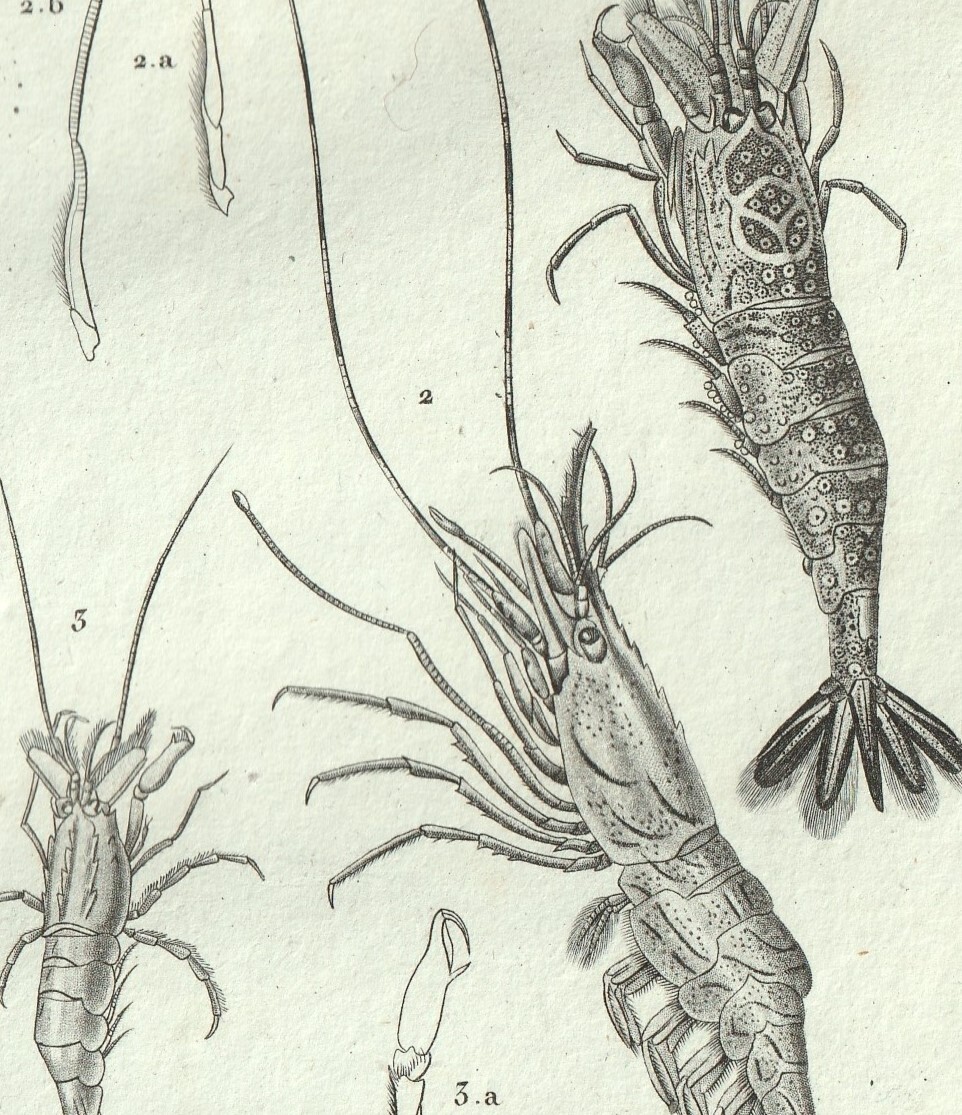1816 year copperplate engraving Turpin natural science dictionary crustaceans ... shrimp jako. cod ba shrimp .3 kind Europe shrimp jako cod ba shrimp 