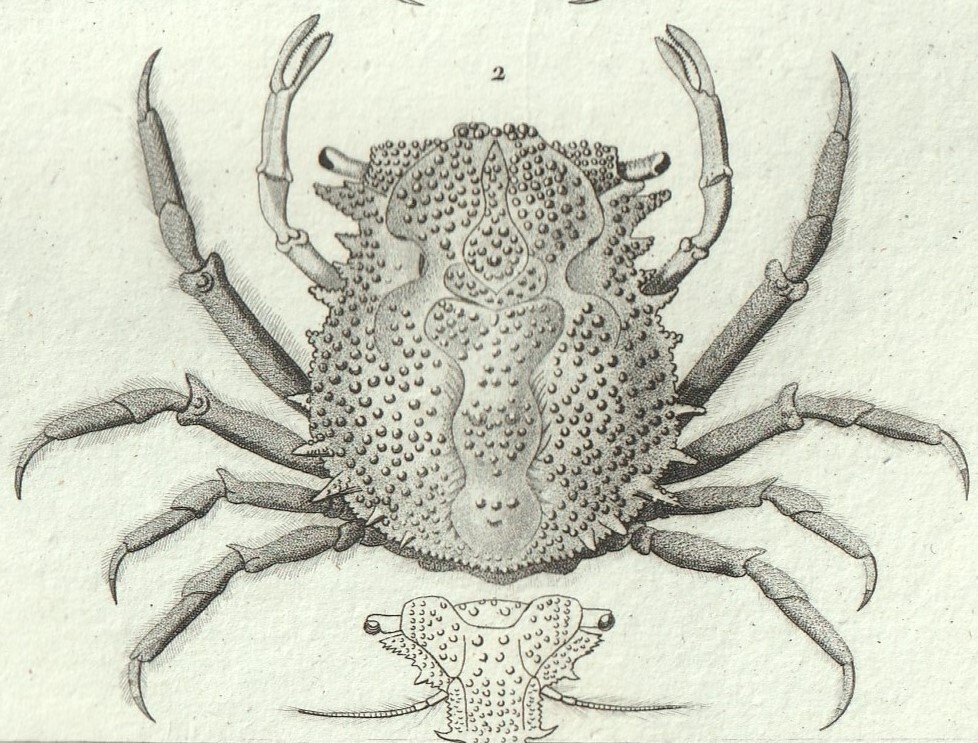 1816年 銅版画 Turpin 自然科学辞典 甲殻類 軟甲綱 モガニ科 ピサ属 ケアシガニ科 コワタクズガニ_画像3