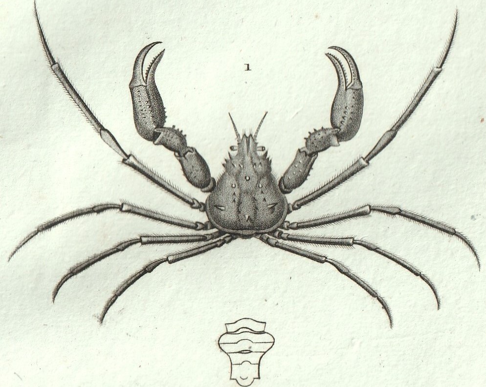 1816年 銅版画 Turpin 自然科学辞典 甲殻類 軟甲綱 クモガニ科 イナクス属 2種_画像2