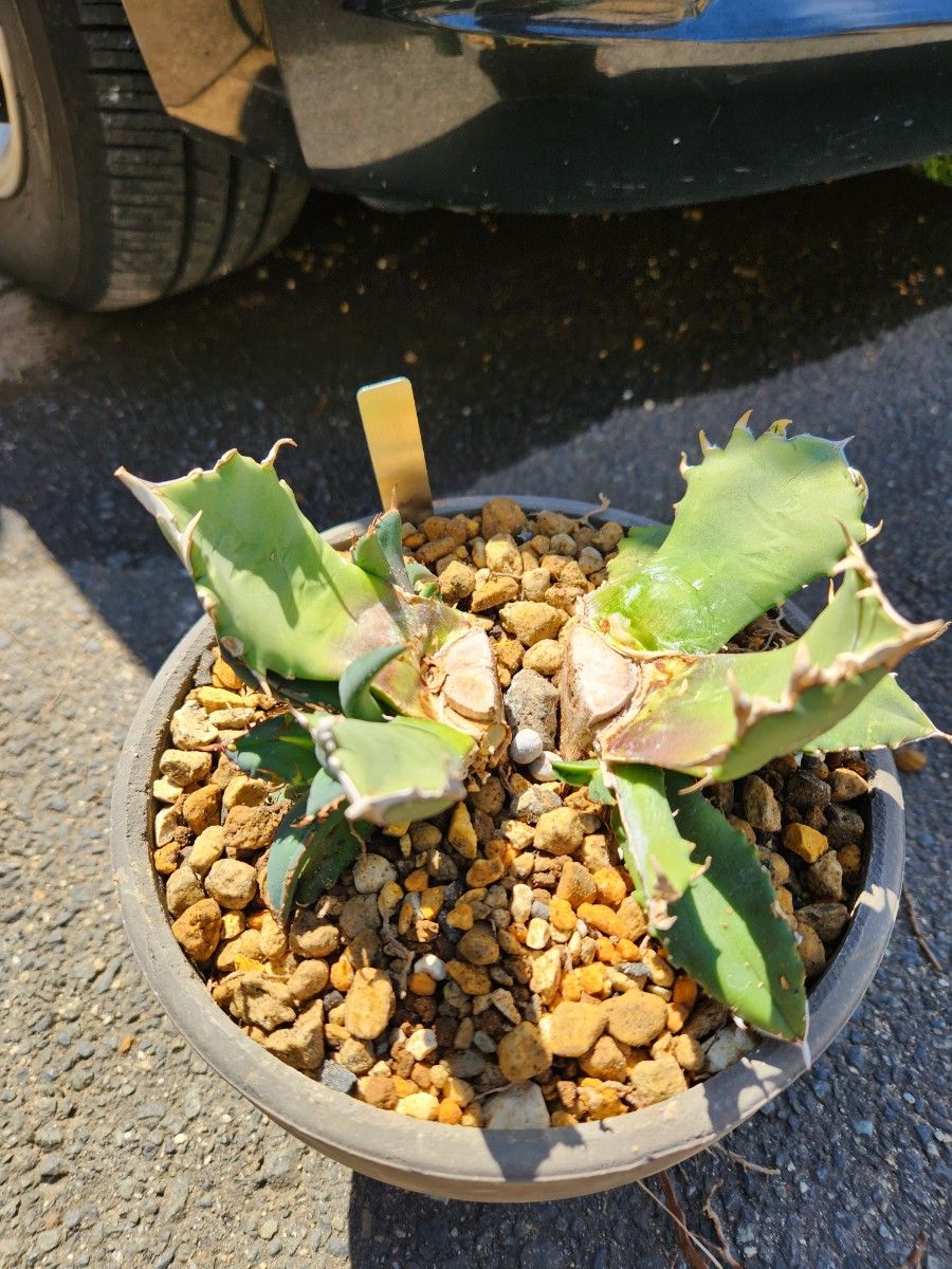 ◆spinas et massas(棘と塊)◆　agave titanota No.1 良血統カキコ　１子株