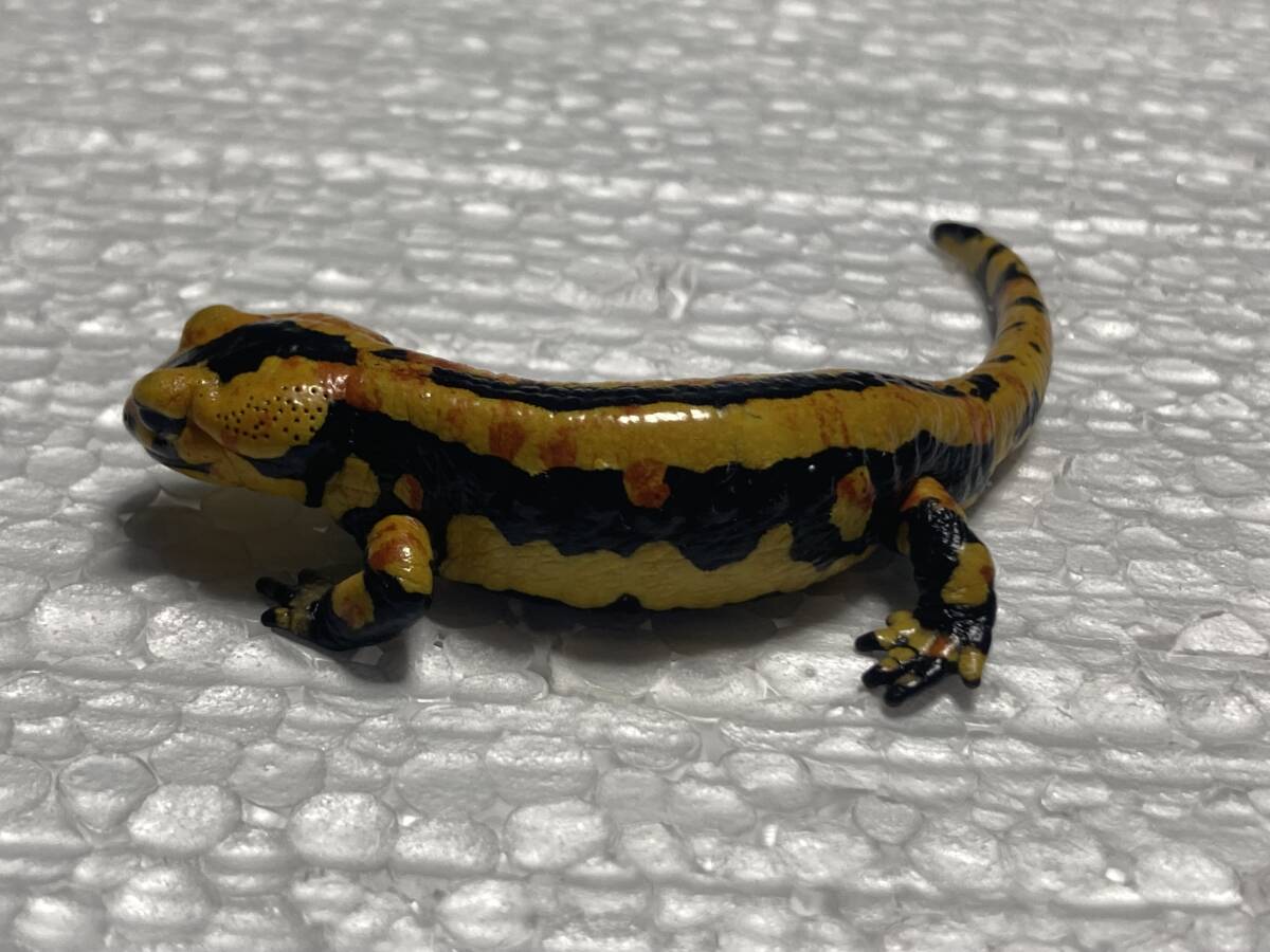  France fire salamander Solling tricolor 6 2022eucb