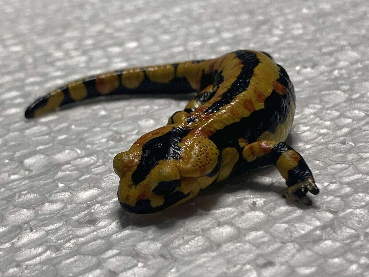  France fire salamander Solling tricolor 6 2022eucb