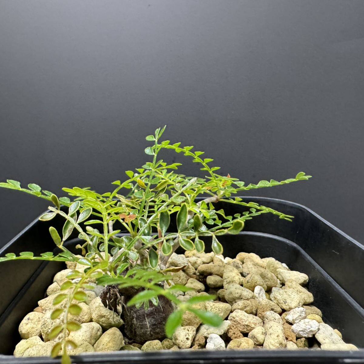 オペルクリカリア パキプス 根挿し 8 塊根植物 実生 グラキリス 盆栽の画像5