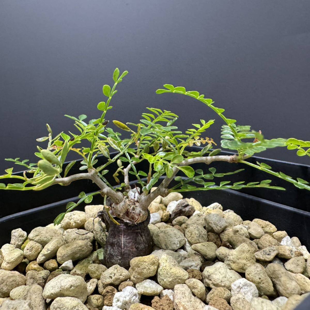 オペルクリカリア パキプス 根挿し 8 塊根植物 実生 グラキリス 盆栽の画像1