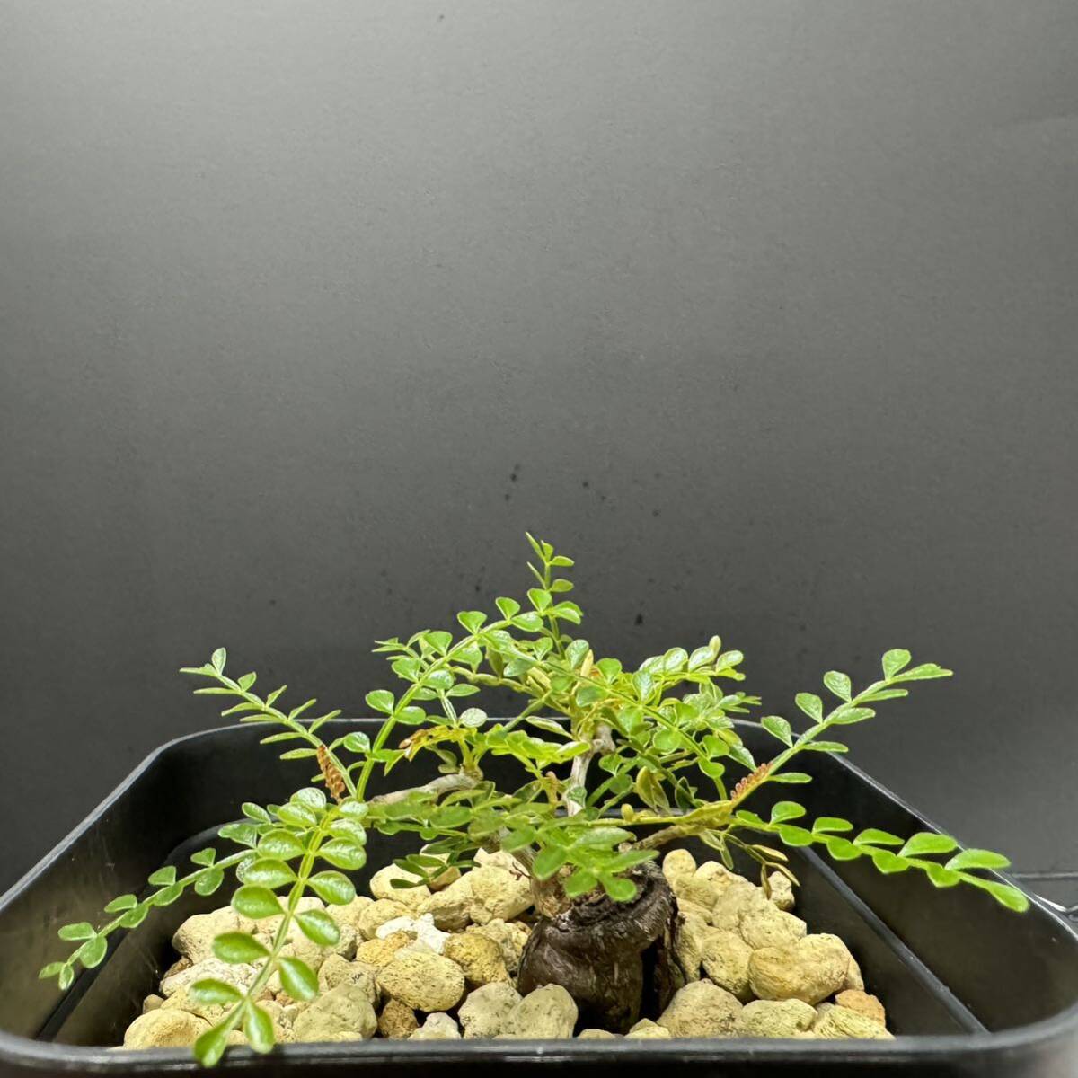 オペルクリカリア パキプス 根挿し 8 塊根植物 実生 グラキリス 盆栽の画像3