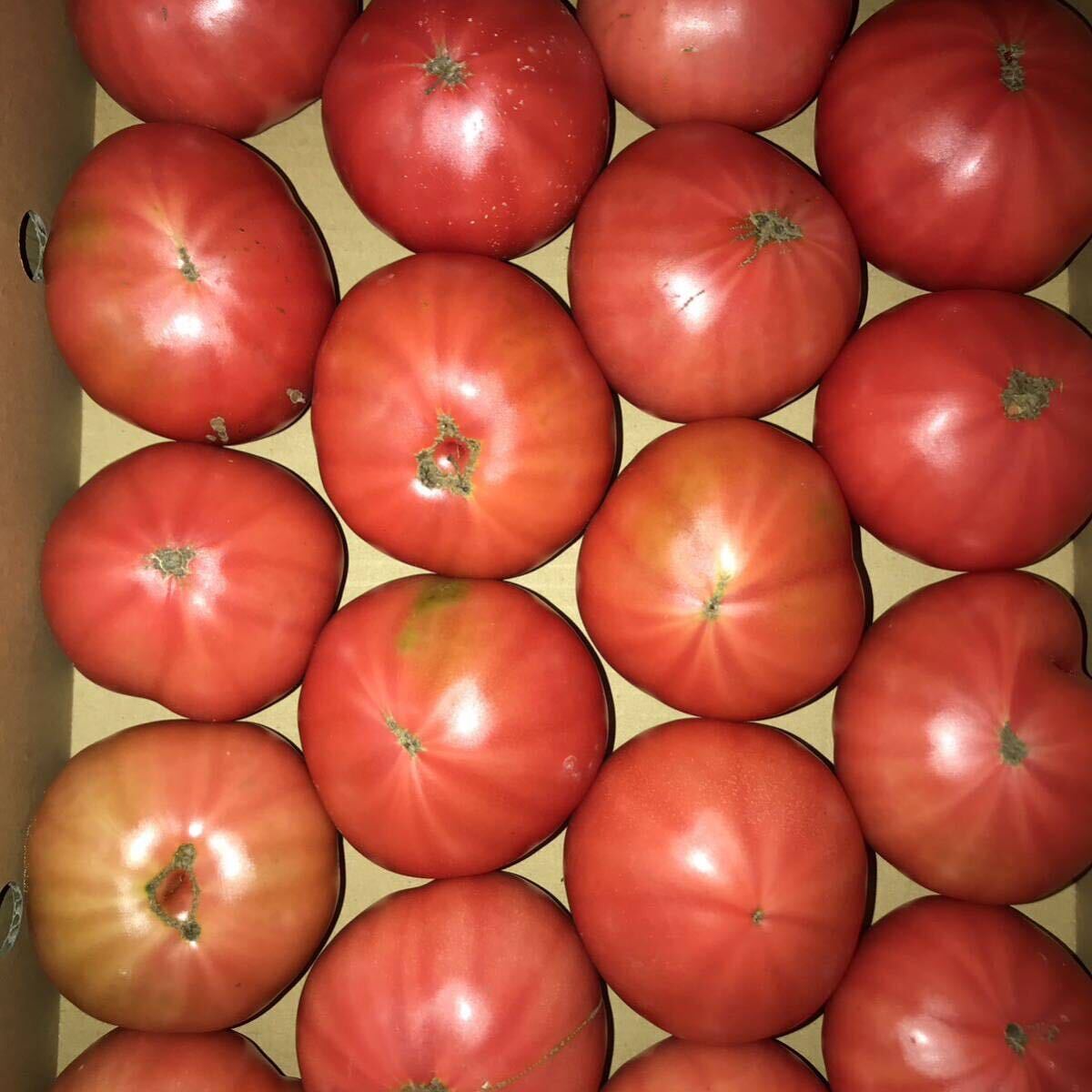 トマト 8kg_画像1