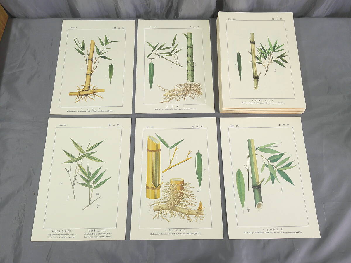 植物画集『坪井 竹類図譜（復刻版）図版一〇九葉/解説書一巻』昭和52年2月15日発行 坪井伊助 有明書房 カバー・箱付き ※留め具折れ_画像7