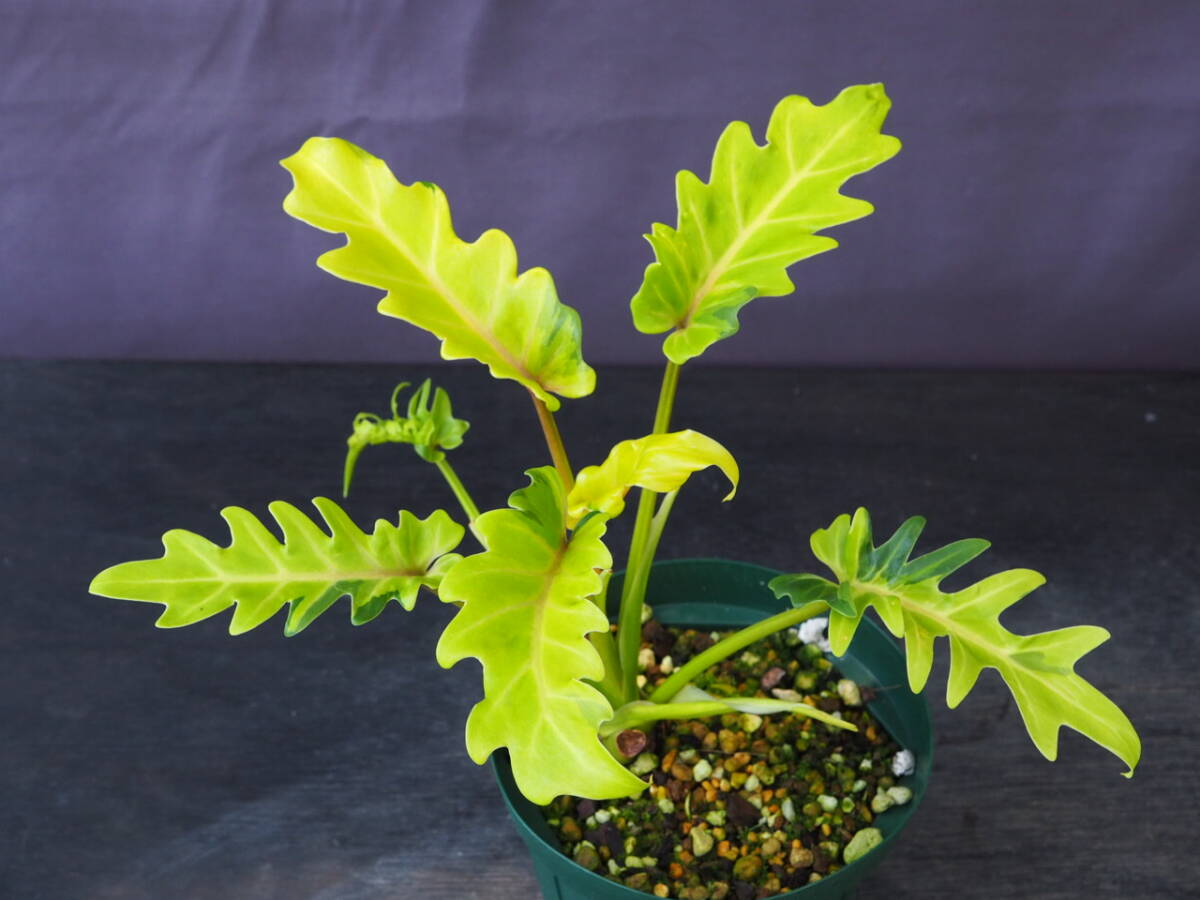 フィロデンドロン ザナドゥ 黄斑 (Philodendron xanadu 'Aurea variegated')_画像1