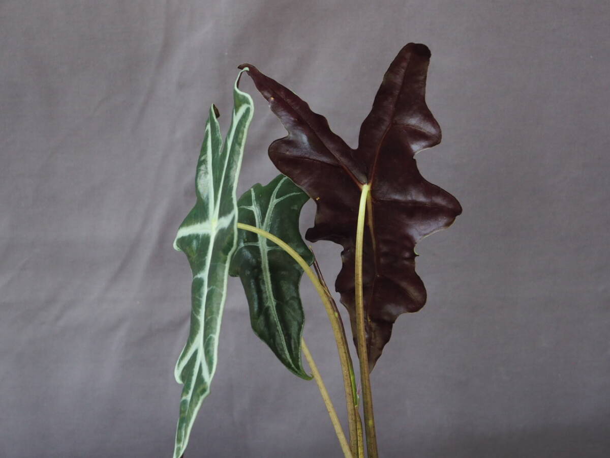 アロカシア サンデリアナ 'Nobilis' (Alocasia sanderiana 'Nobilis')_画像5