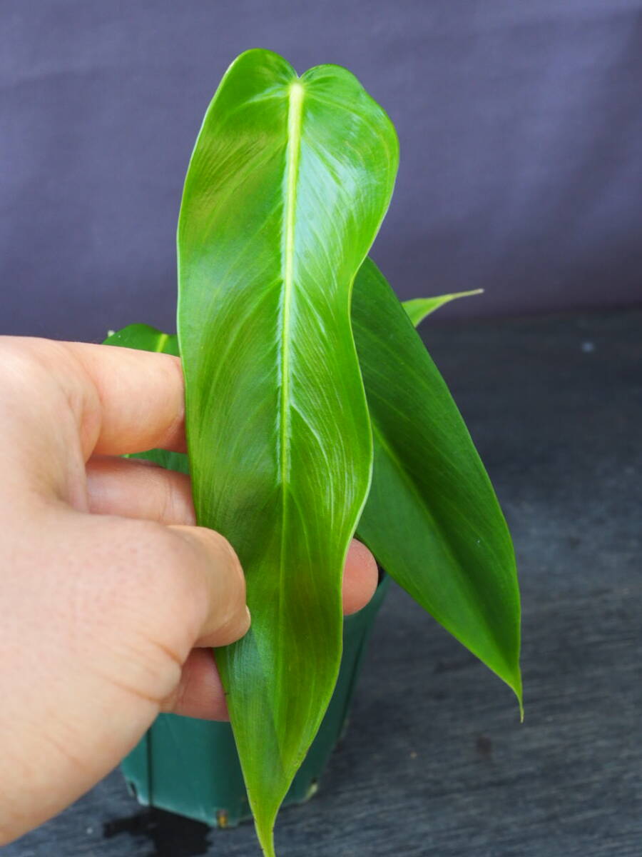 フィロデンドロン エスメラルデンセ ナロー (Philodendron esmeraldense narrow)_画像4