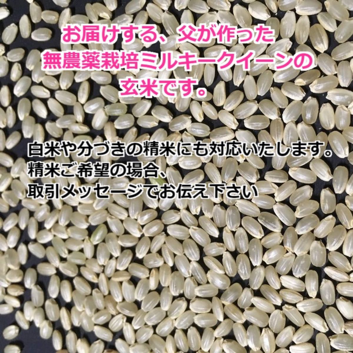 【令和5年産】無農薬栽培米・ミルキークイーン《玄米 5kg》精米にも無料対応