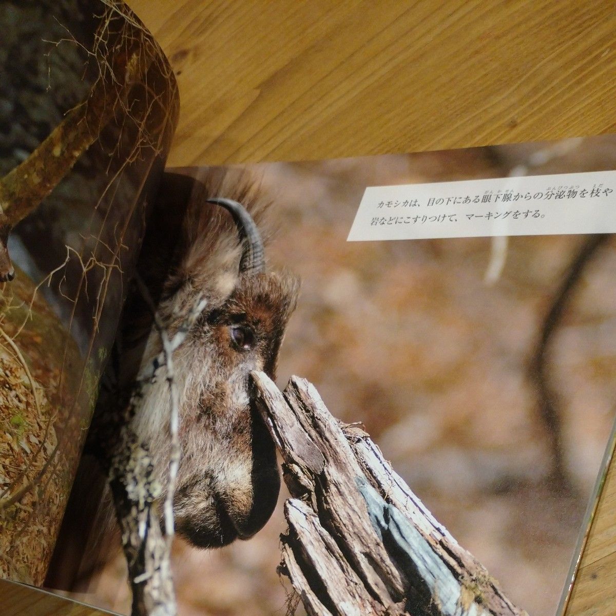 カモシカの季節 海に囲まれた四国に生きる奇跡の野生動物