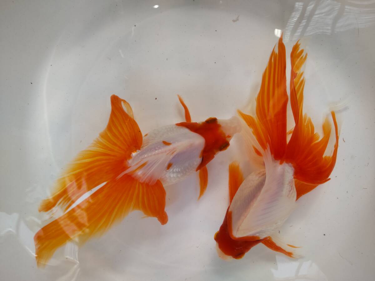 ★金魚の郷★飯田琉金稚魚★体型色上がり抜群系統50匹＋おまけ（複数落札歓迎）_画像4