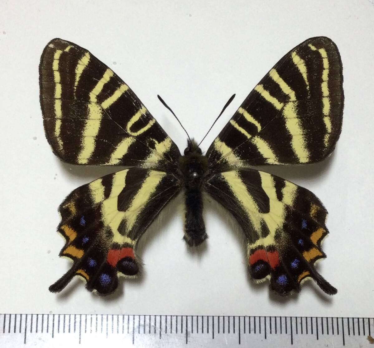* butterfly specimen Gifu prefecture .. city rock . block production gi borderless .u* collection goods *