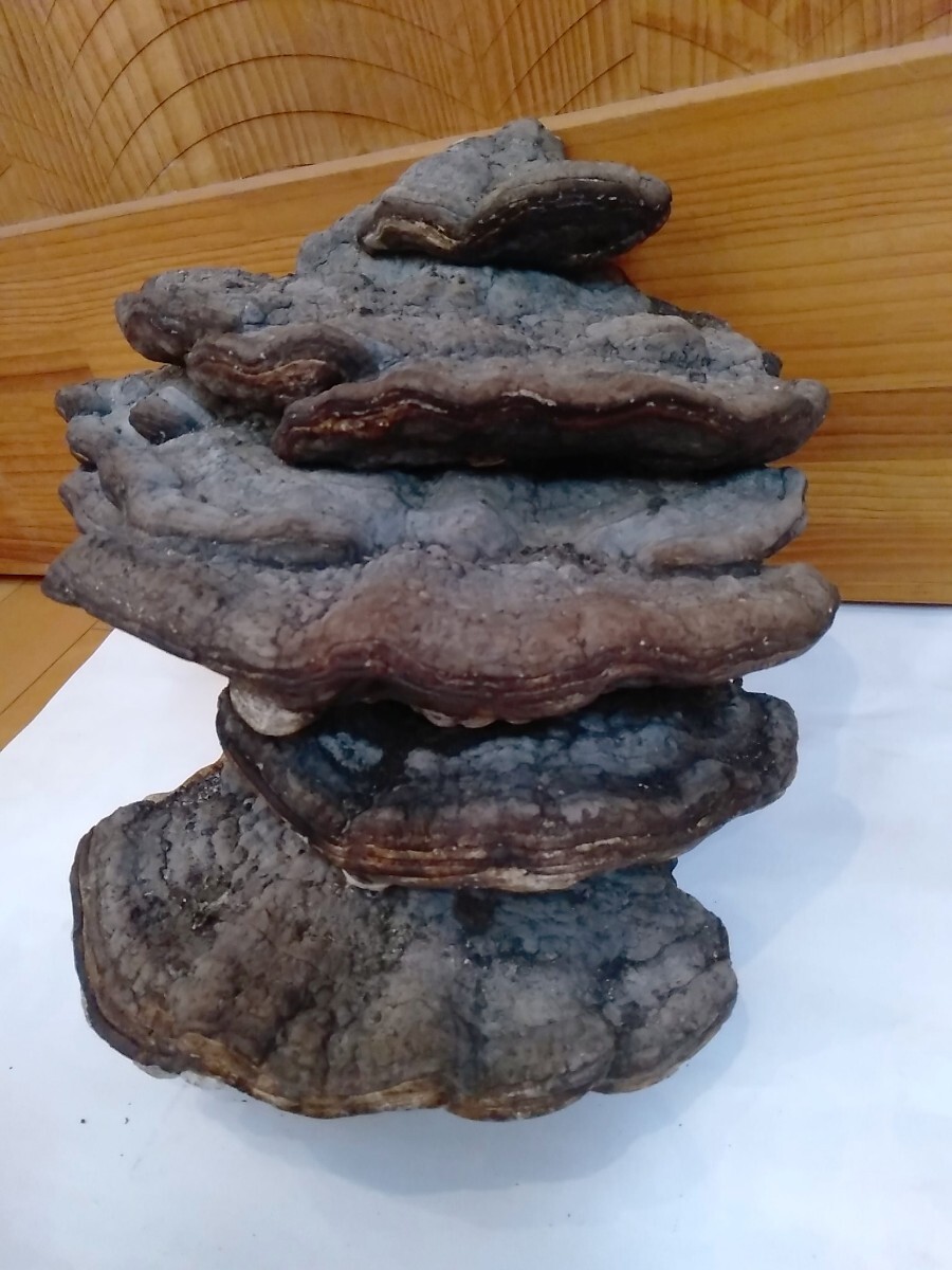 希少・珍品・縁起物】五重の塔!? 重厚さるのこしかけ猿の腰掛け 希少・珍品・縁起物】五重の塔!? 重厚さるのこしかけ猿の腰掛け