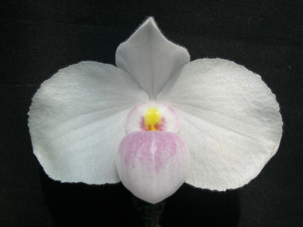 洋蘭パフィオPaph.delenatii('Tsukuba King' x 'Hidden Power'SM/JOGA) 中苗_兄弟開花例