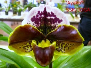 洋蘭パフィオPaph.(Flight Jack'DA' x Crimson World'Ayako'SSM/JOGA)-1 濃赤全面点狙い_Crimson WorldAyako