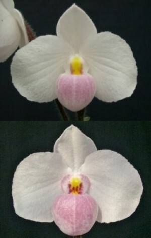 洋蘭パフィオPaph.delenatii実生苗5クロスセット_GN770両親