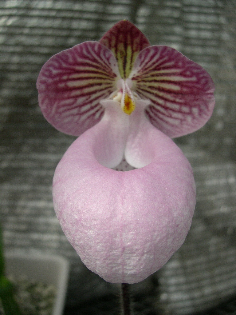 洋蘭パフィオPaph.micranthum(Niisato strain自然種個体) 花芽シケ+新芽_同群開花例