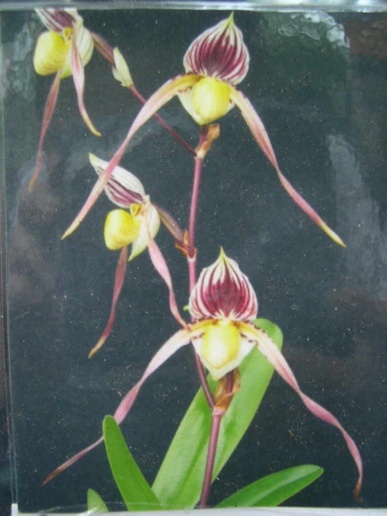 洋蘭パフィオPaph.philippinense v.laevigatum ('Ruby Top'BM x self)単鉢苗_4輪着花時