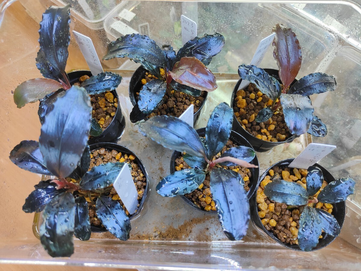 Bucephalandra sp.”Theia blue” 2019/01 水上葉 1株 ブセファランドラ sp ティアブルー_室内照明で撮影、参考株です
