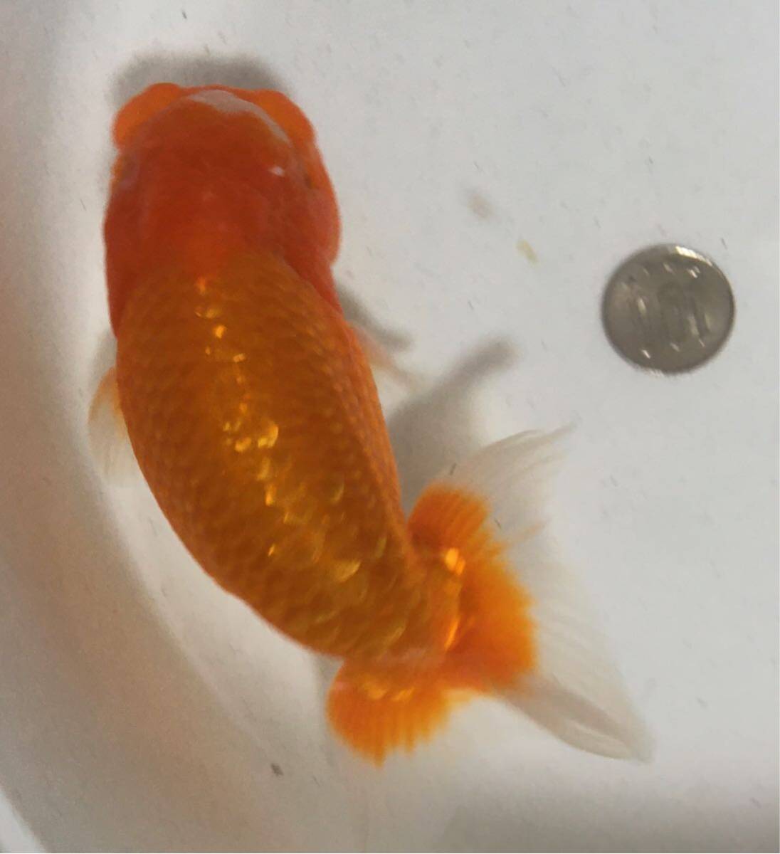 [..]O-039 golgfish 2 -years old fish / male {. star has confirmed }13.( animation equipped )