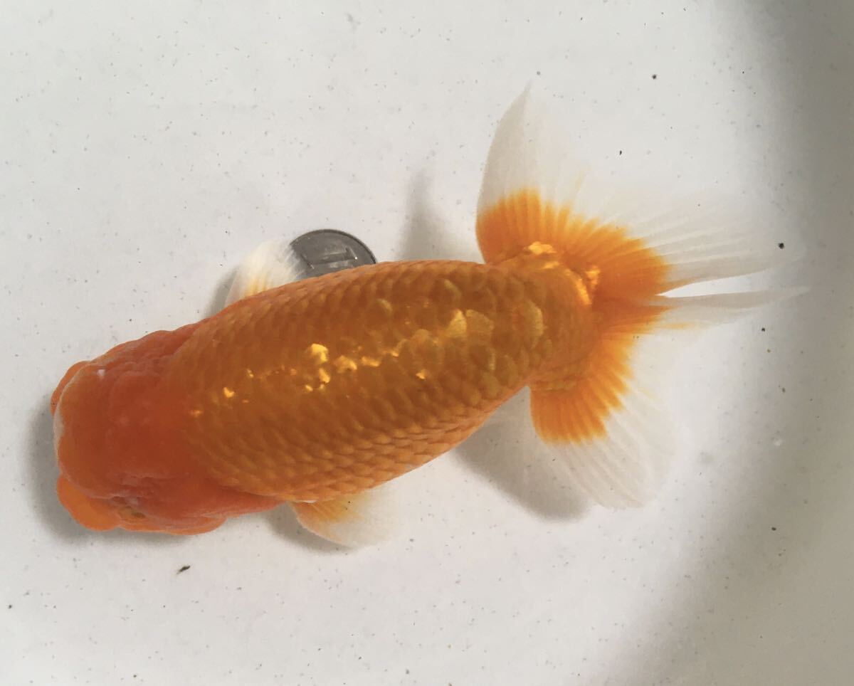 [..]O-039 golgfish 2 -years old fish / male {. star has confirmed }13.( animation equipped )