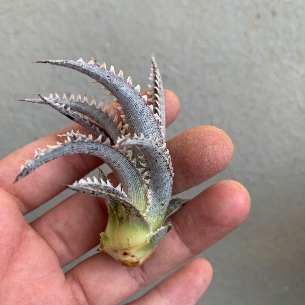 ディッキア Dyckia Hotaka かきこ b_画像5