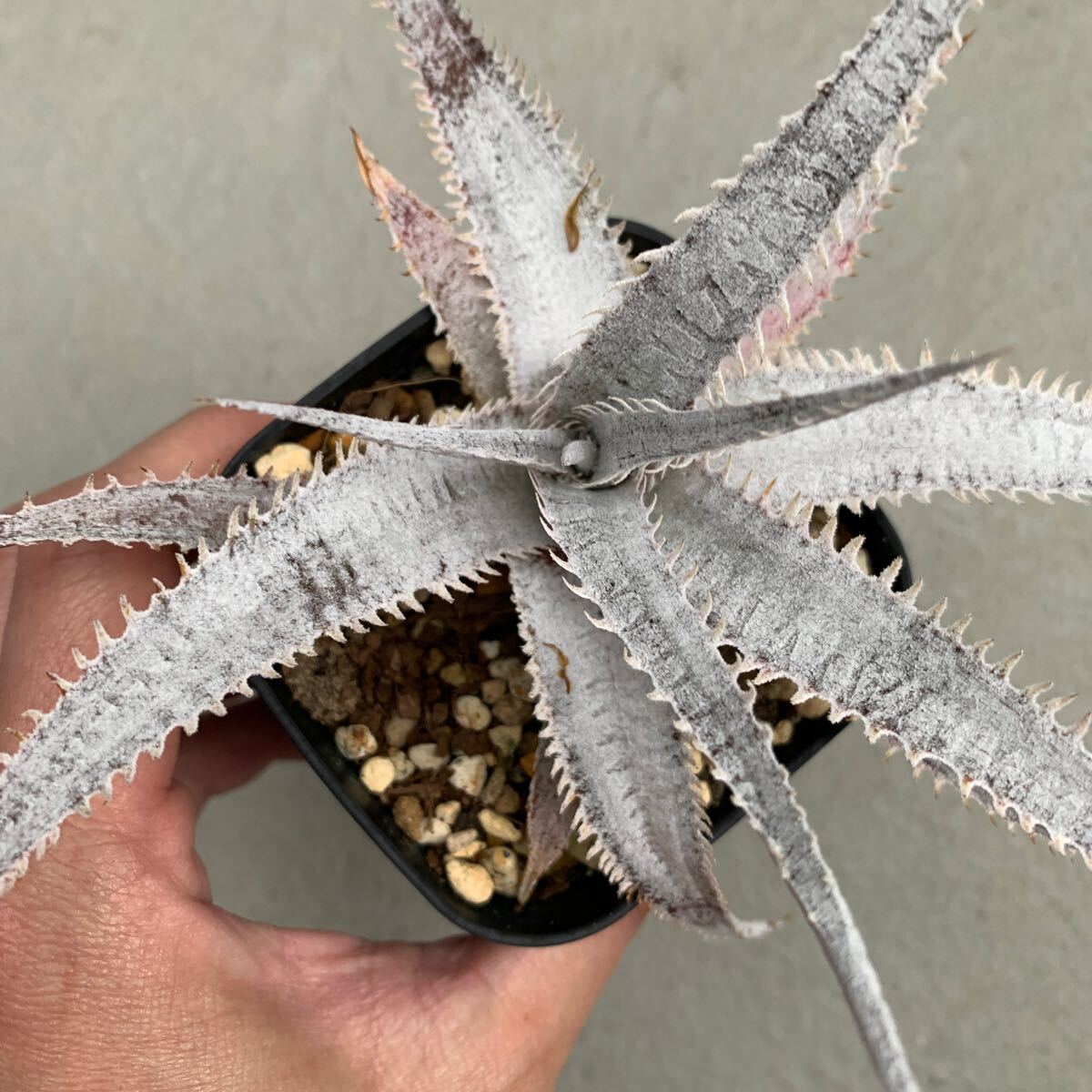 ti Kia Dyckia White ghost departure корень завершено 