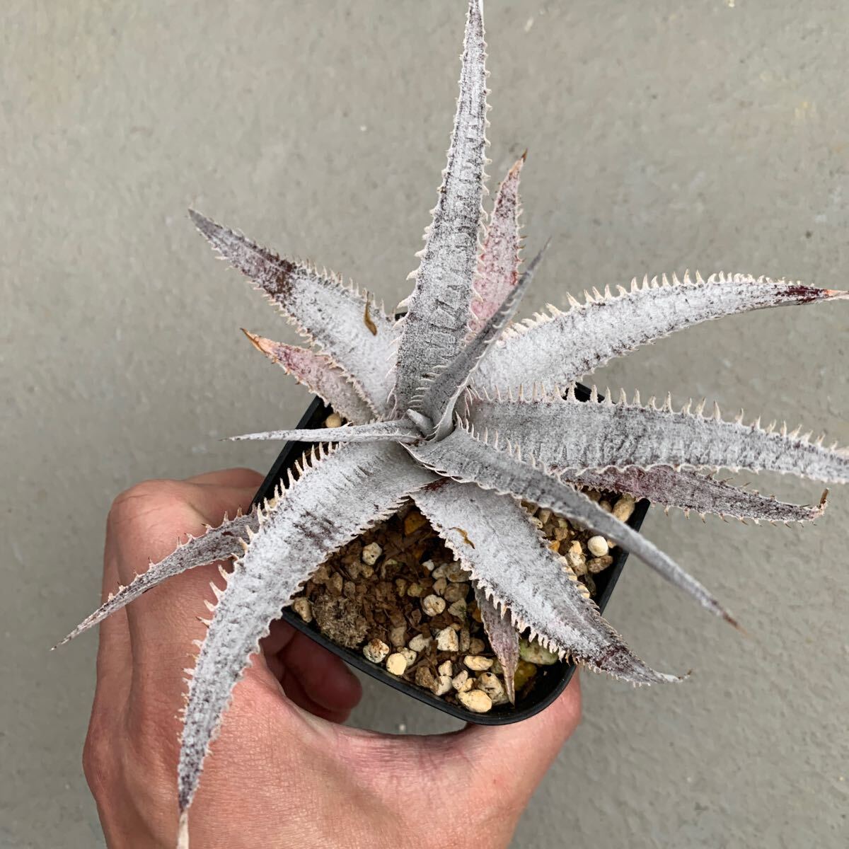 ti Kia Dyckia White ghost departure корень завершено 