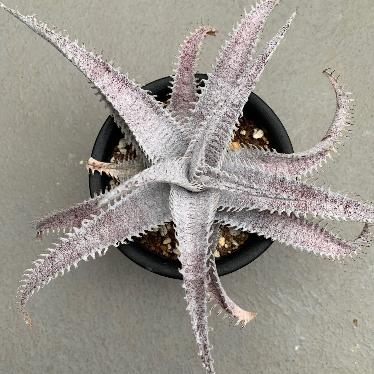 ディッキア マルラポ エステベシー Dyckia marnier-lapostollei var. estevesii_画像2