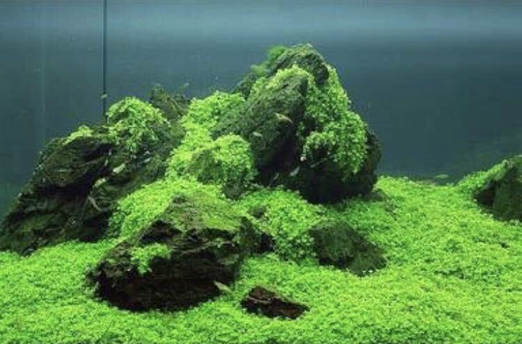 種から育てる水草　水草の種　30㎝水槽用_画像4