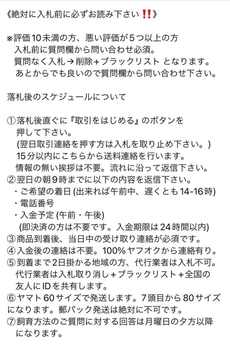 ※冒頭必読【TARGET FIELD】 即ブリ 赤い マンディブラリスフタマタクワガタ 原名亜種 ♀単の画像2