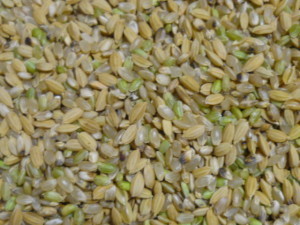 くず米 ２４ｋｇ 鳥のエサ・ペットの餌に 送料込（九州・沖縄不可）の画像1