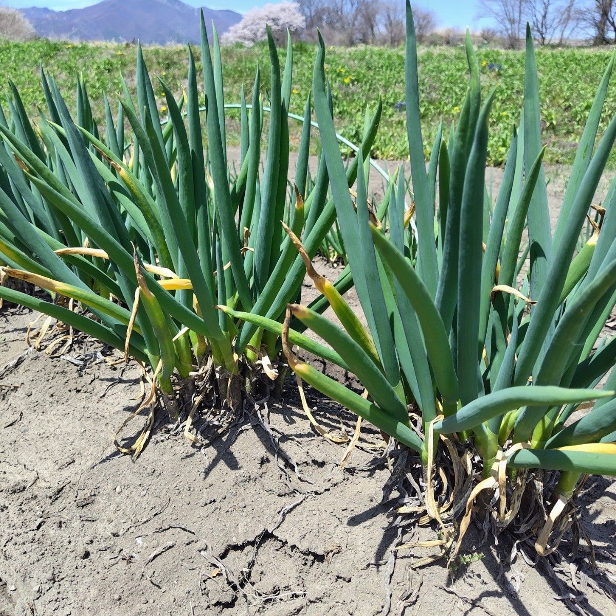 分けつネギ 坊主知らずネギ 太苗10～15本