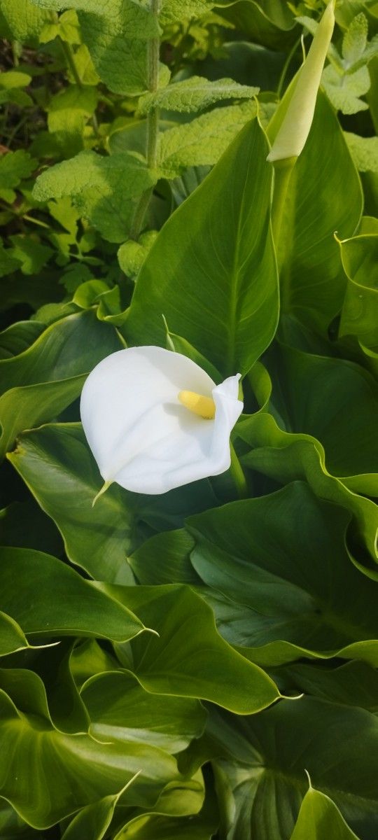 湿地性カラー　シンプル　簡単　白花