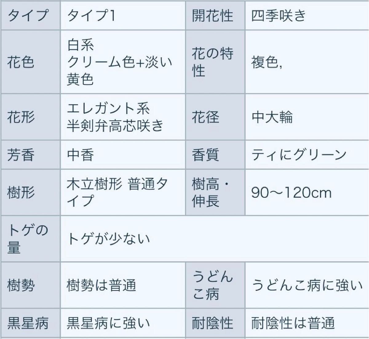 バラ苗　大輪　大きめ　茎太め　超強健