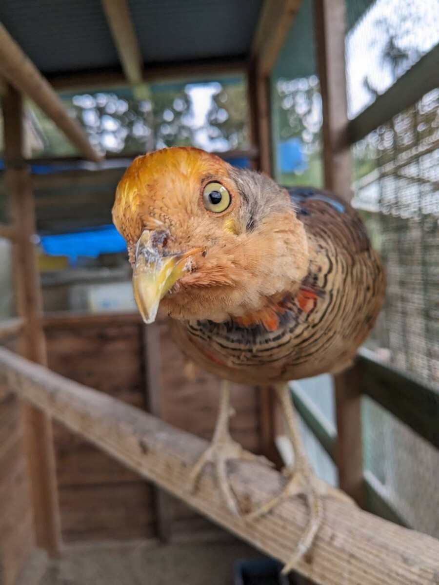 食用　キンケイの卵9個_画像1