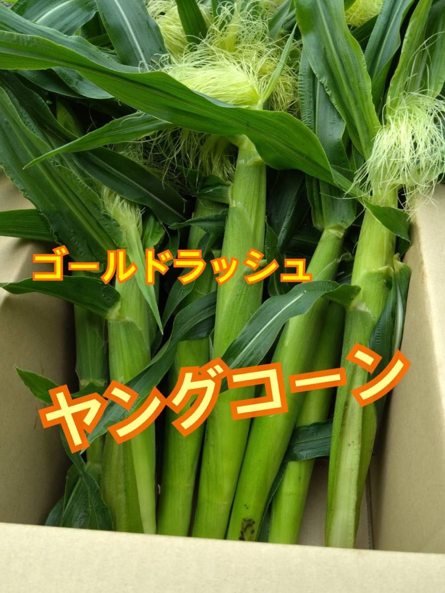 即日発送　朝採り　ヤングコーン 50本 季節限定   ゴールドラッシュのベビーコーン　産地直送