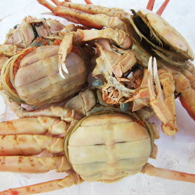  with translation Hokkaido production snow crab parent ... crab crab raw sekogani[ raw freezing ](150-220g×24 pcs )