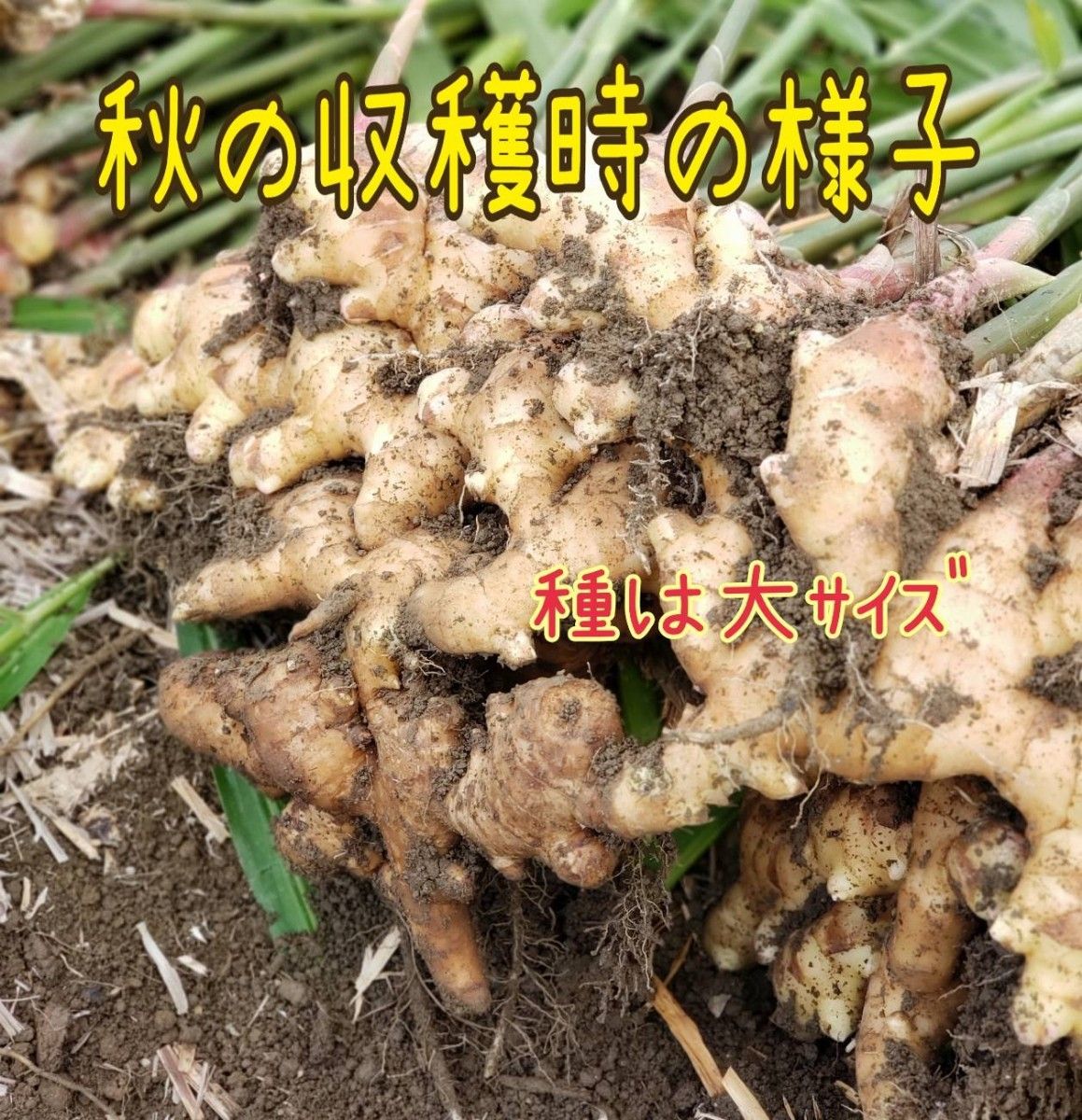 高知県産種生姜s【2kg】