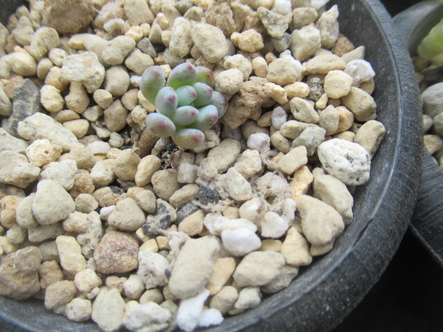 多肉植物　ブルービーン_画像1