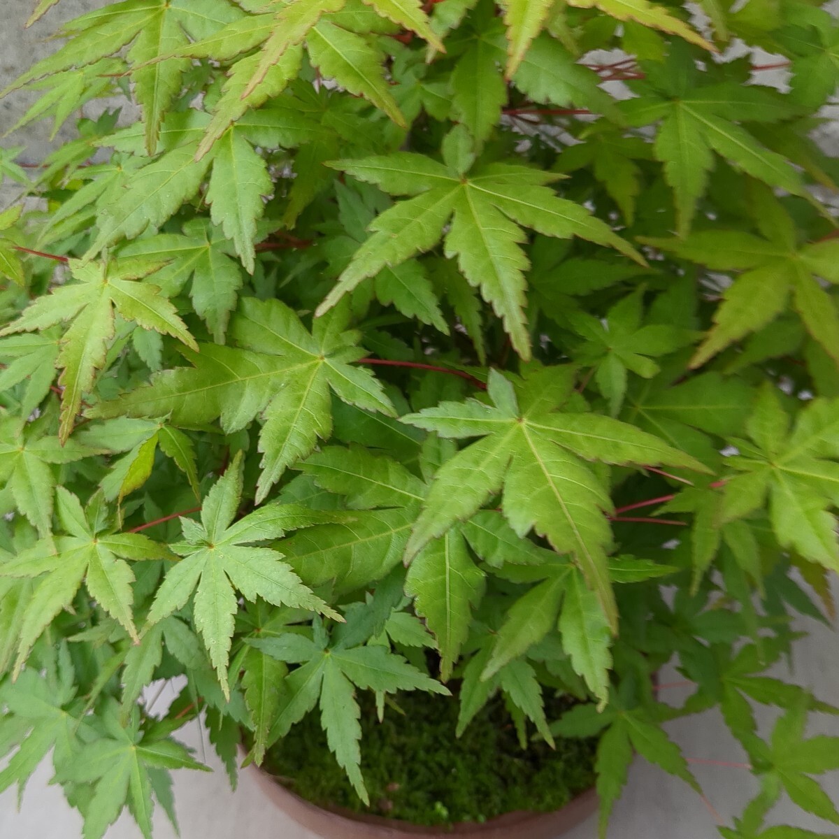 momiji bonsai ( goods kind unknown goods ) 6 number da temperature pot .. tree maple . leaf maple maple 