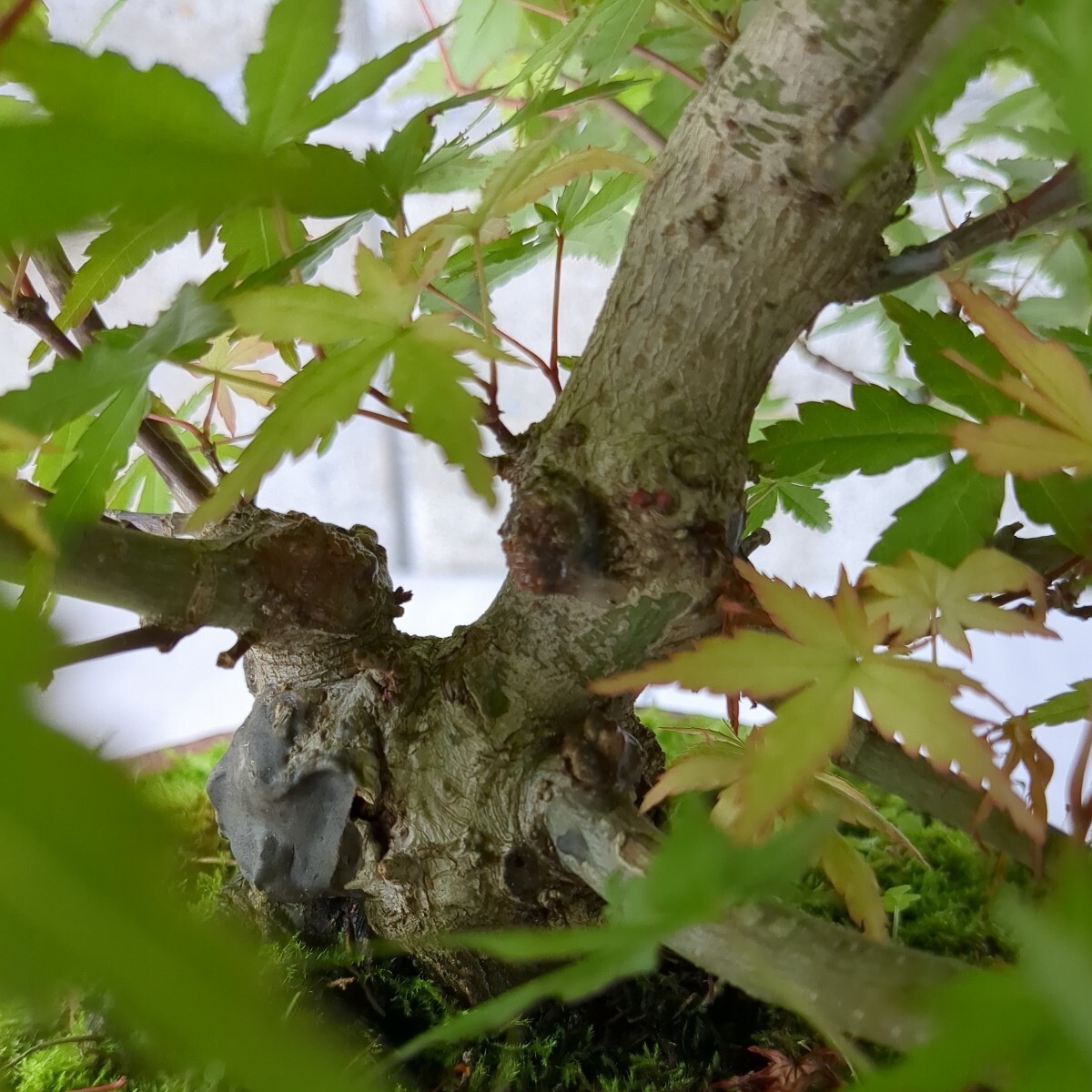 momiji bonsai ( goods kind unknown goods ) 6 number da temperature pot .. tree maple . leaf maple maple 