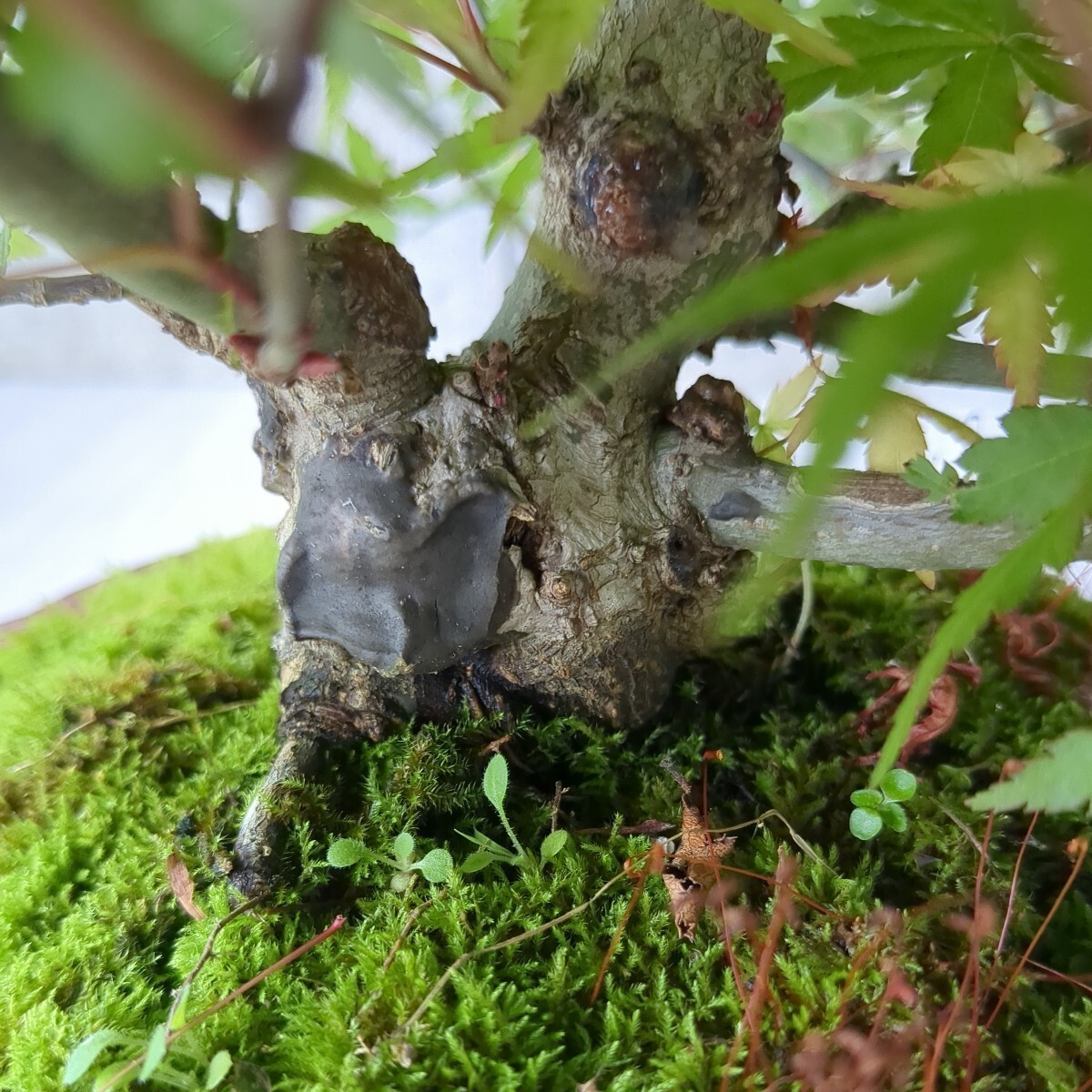 momiji bonsai ( goods kind unknown goods ) 6 number da temperature pot .. tree maple . leaf maple maple 