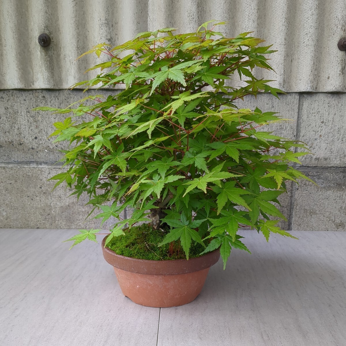 momiji bonsai ( goods kind unknown goods ) 6 number da temperature pot .. tree maple . leaf maple maple 