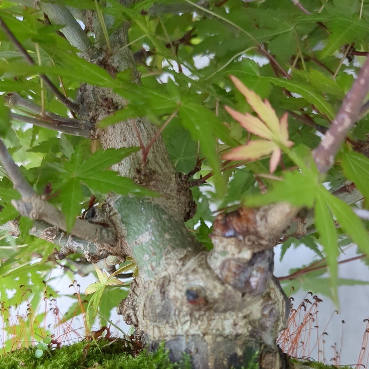 momiji bonsai ( goods kind unknown goods ) 6 number da temperature pot .. tree maple . leaf maple maple 