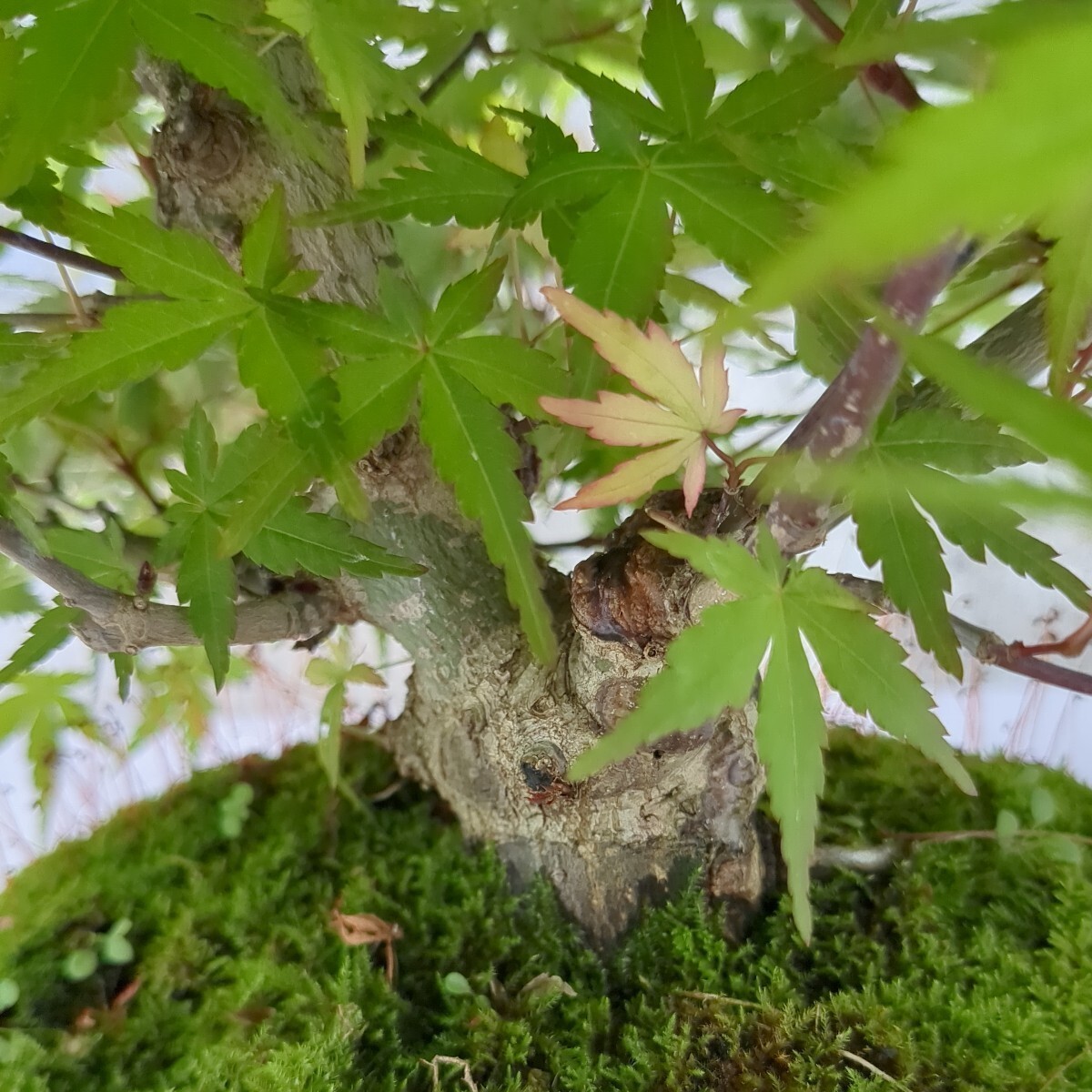 momiji bonsai ( goods kind unknown goods ) 6 number da temperature pot .. tree maple . leaf maple maple 