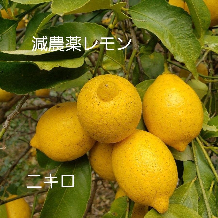 広島呉産、減農薬レモン、二キロ